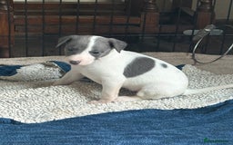 Whippet dogs for sale: Beautiful KC Whippet puppies  - Image 5