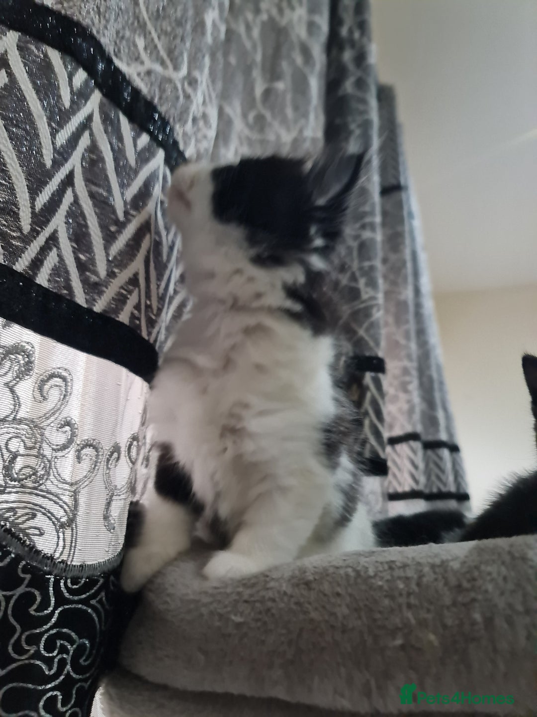 Mixed Breed cats for sale: 2 male kittens black&white - Advert 3