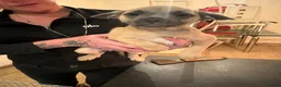 Mixed Breed dogs for sale: Frenchie cross jackapom in Halifax - Advert 8