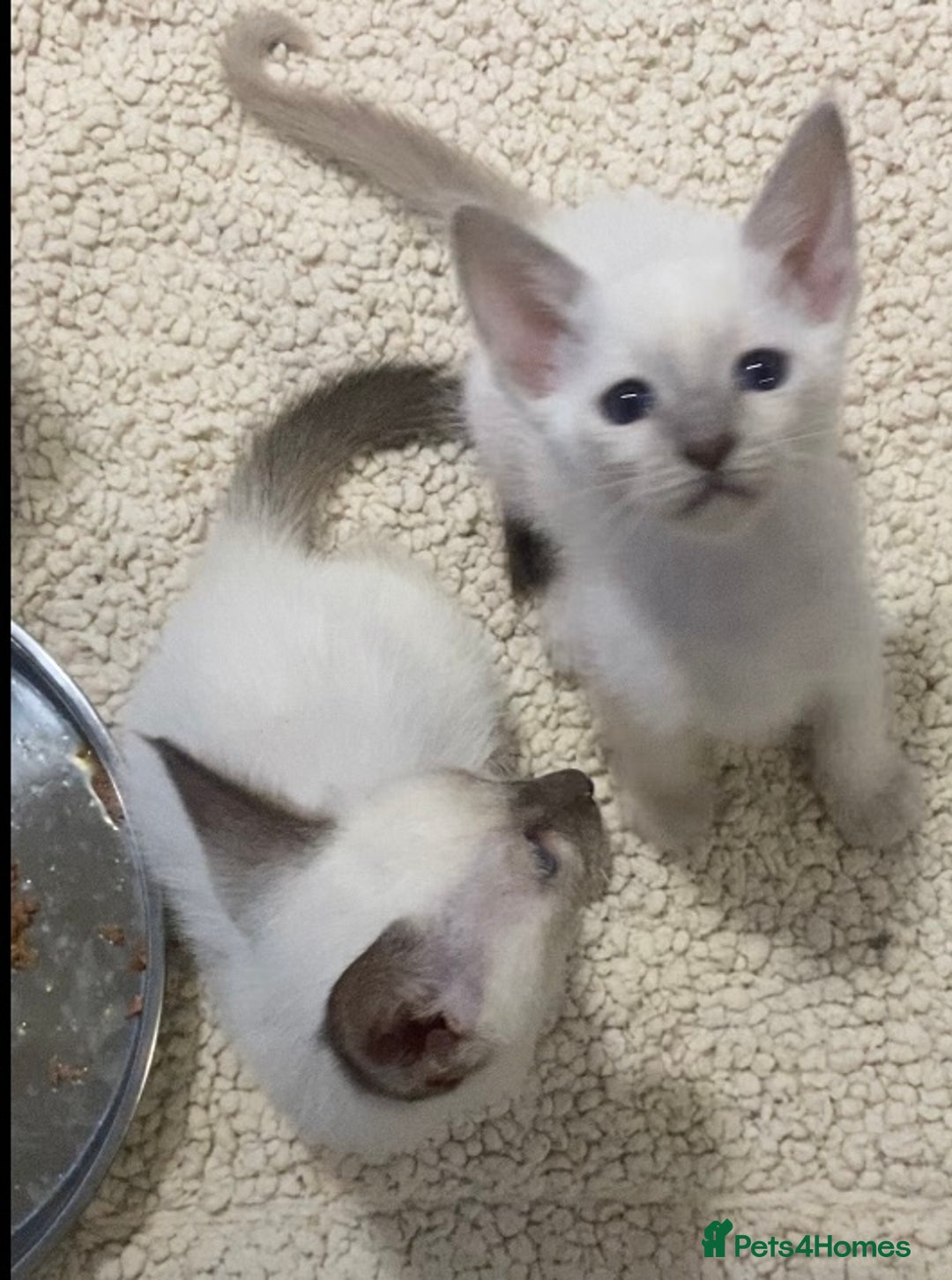 Oriental cats for sale: Oriental kittens  - Advert 10