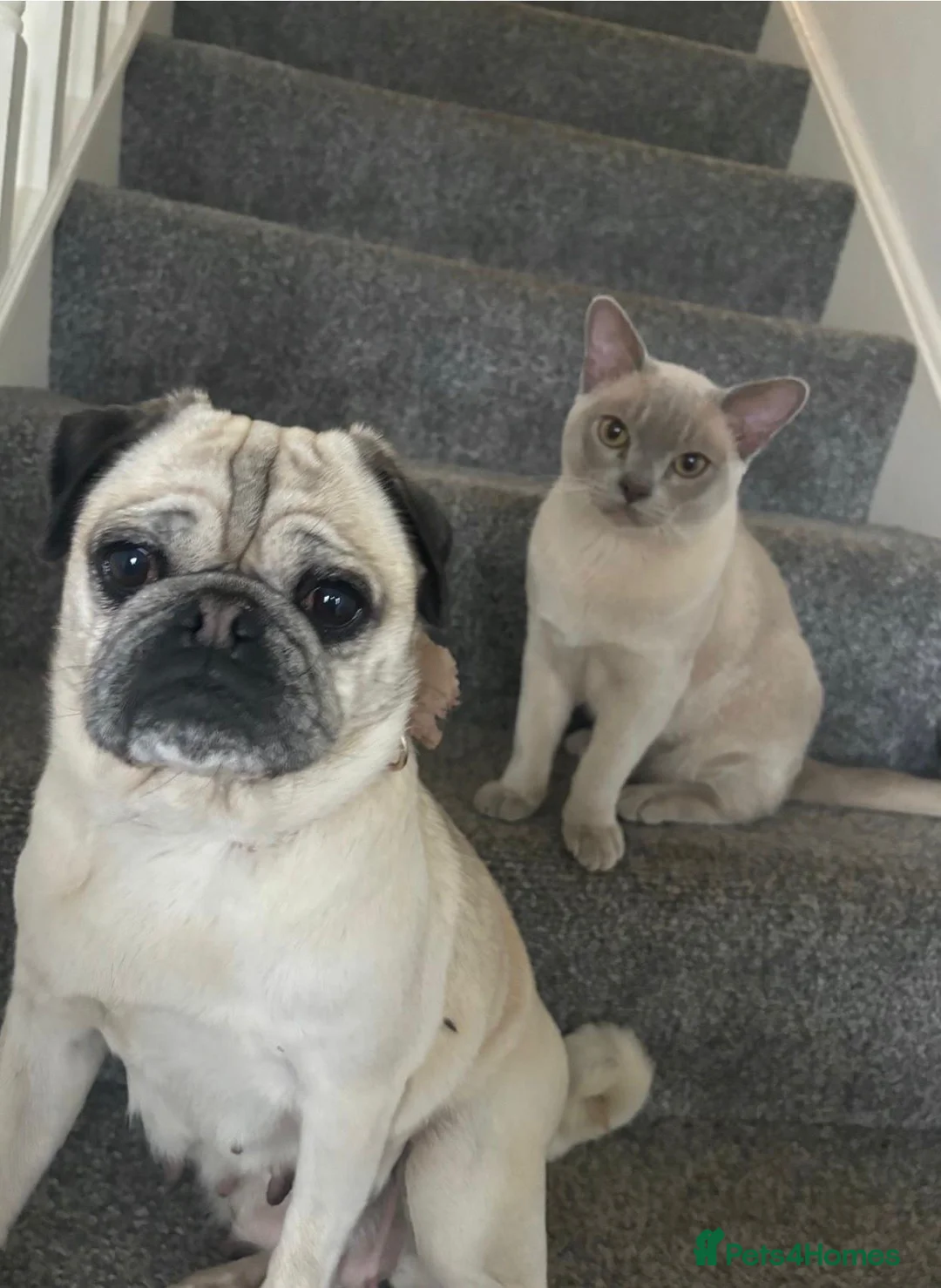 Pug dogs for sale: Beautiful female pug in Pontefract - Advert 2