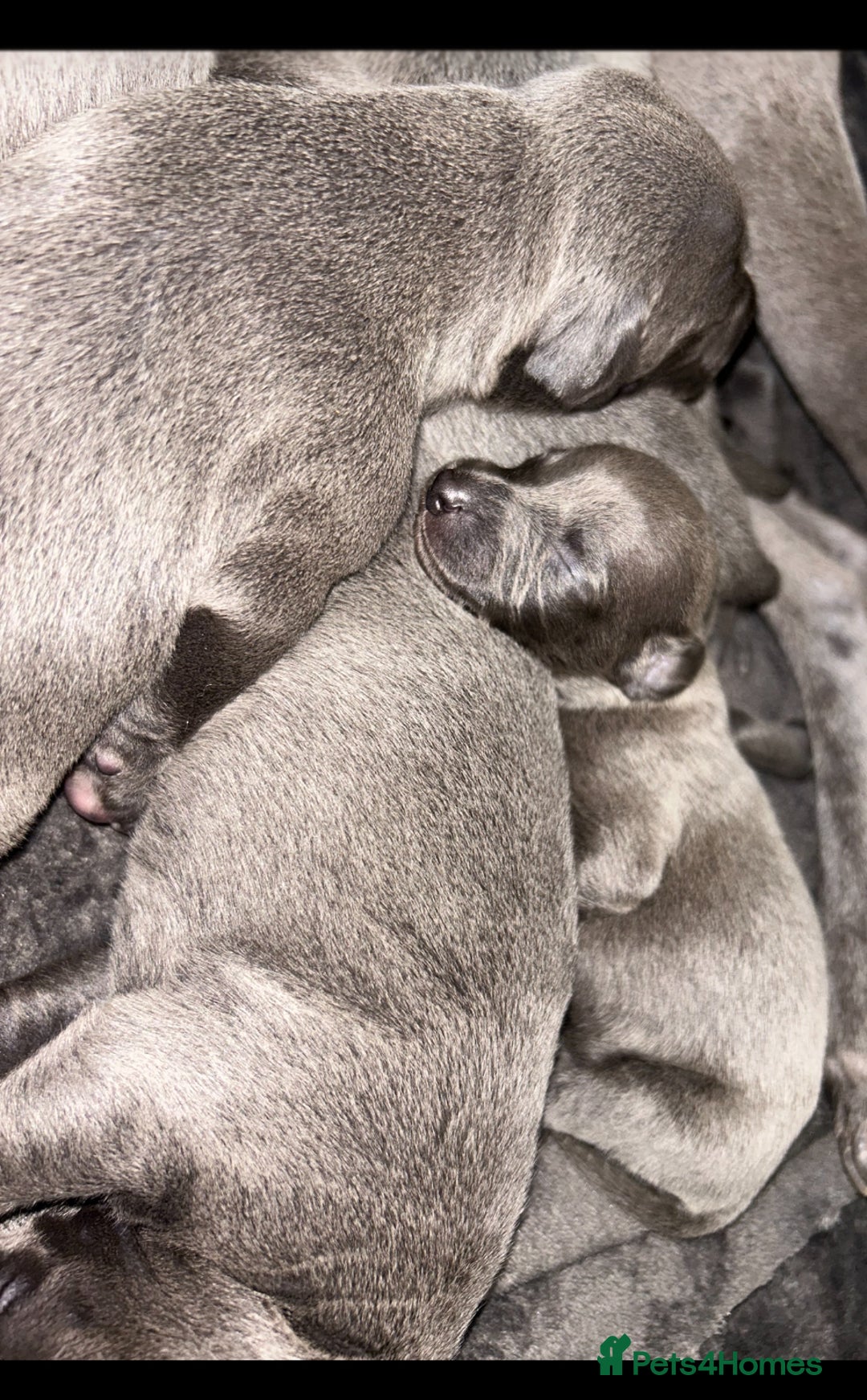 Whippet dogs for sale: Kennel club blue Whippet puppies Champion lines - Advert 4