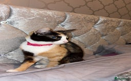 Mixed Breed cats for sale: Female Calico kitten  - Image 5