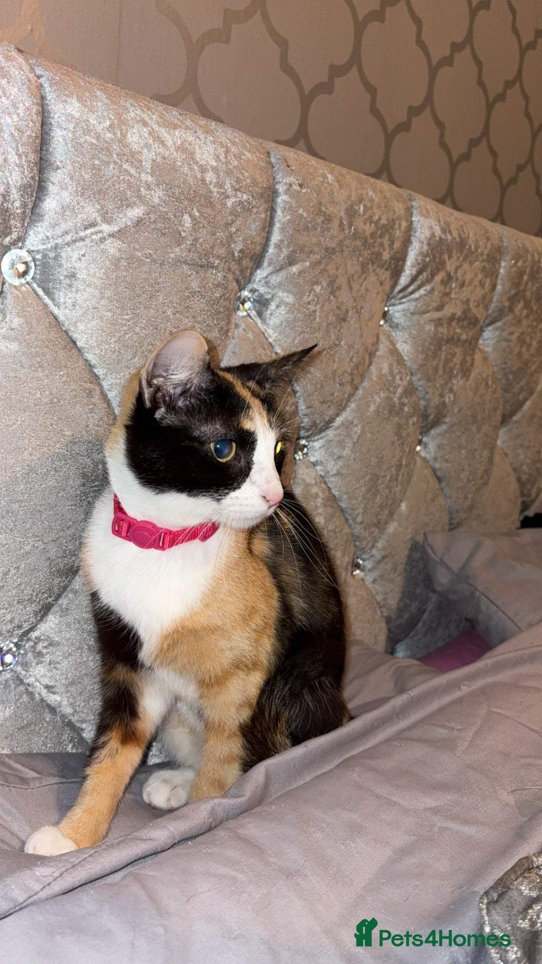 Mixed Breed cats for sale: Female Calico kitten  - Image 5