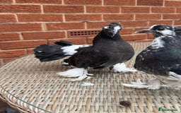 Pigeons birds for sale: Exhibition Indian Garden Fantails  - Image 4