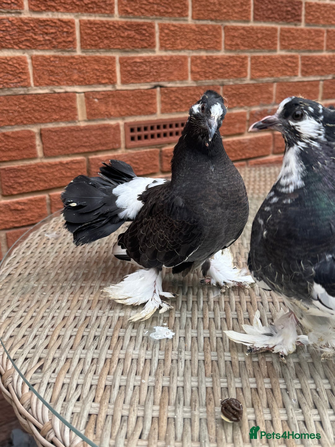 Pigeons birds for sale: Exhibition Indian Garden Fantails  - Image 4
