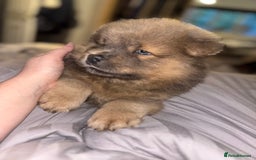 Chow Chow dogs for sale: Merle Chow Chow Pups 🐻 - Image 31