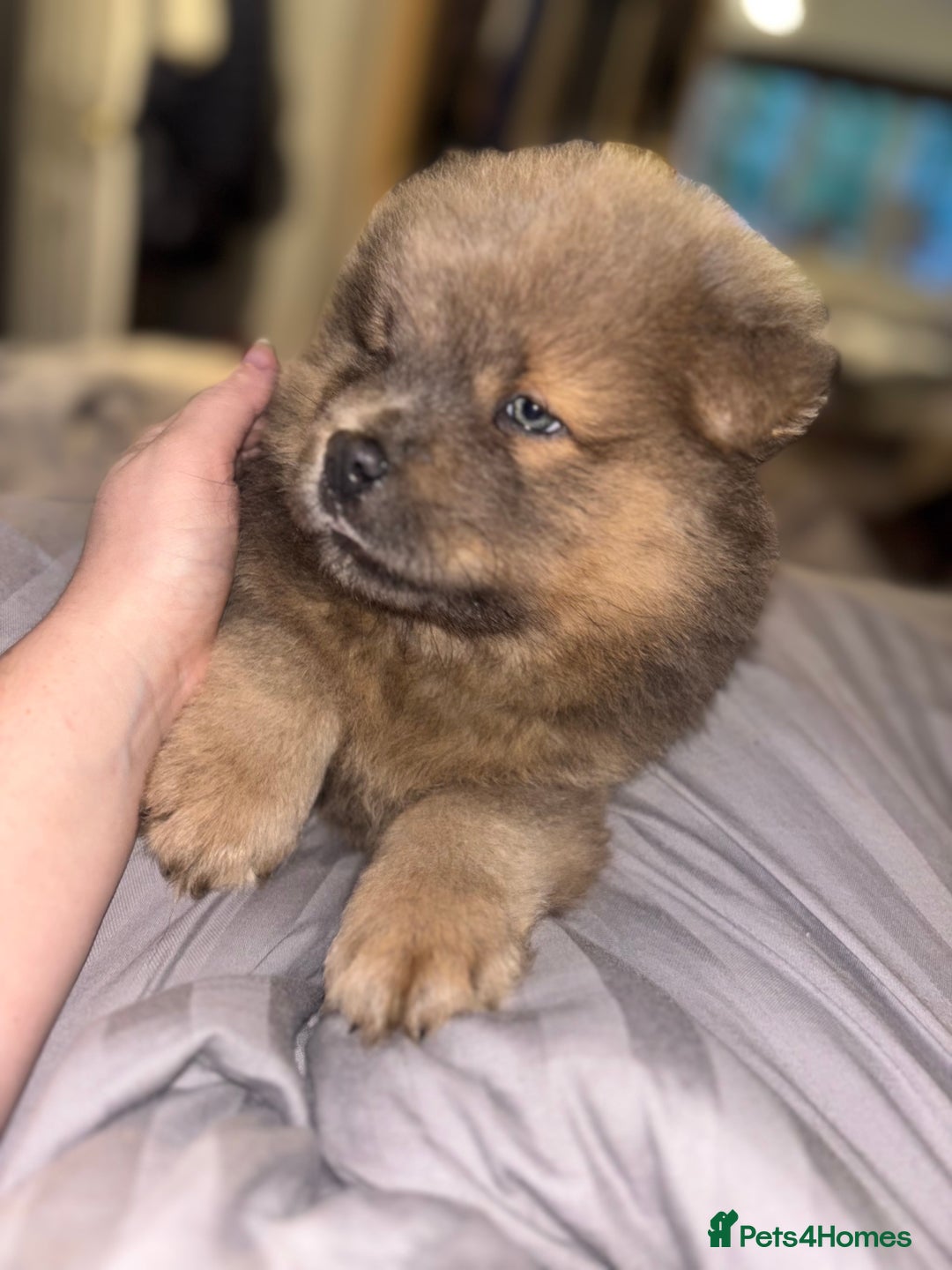 Chow Chow dogs for sale: Merle Chow Chow Pups 🐻 - Image 31