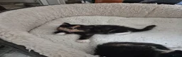 Norwegian Forest Cat cats for sale: Gorgeous norwegian forest kittens - Advert 18