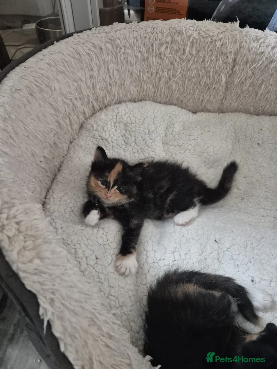 Norwegian Forest Cat cats for sale: Gorgeous norwegian forest kittens - Advert 18