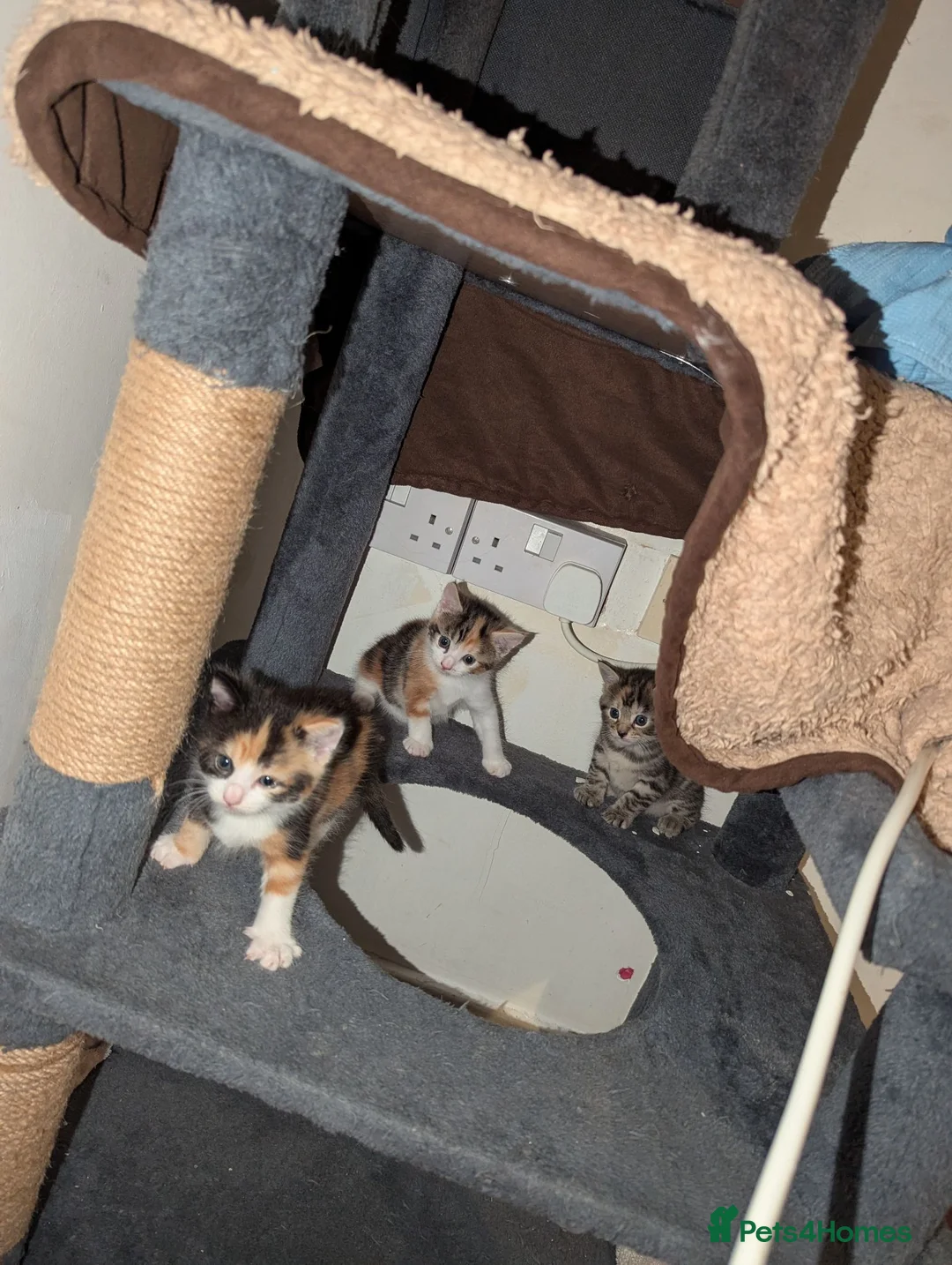 Mixed Breed cats for sale: 2 calico and 1 tabby kitten all girls - Advert 2