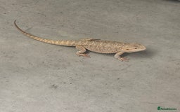 Bearded Dragon reptiles for sale: Breaded dragon - Image 8