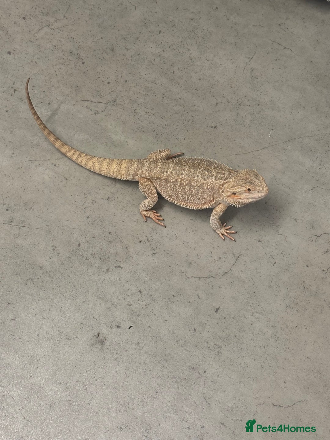 Bearded Dragon reptiles for sale: Breaded dragon - Image 8