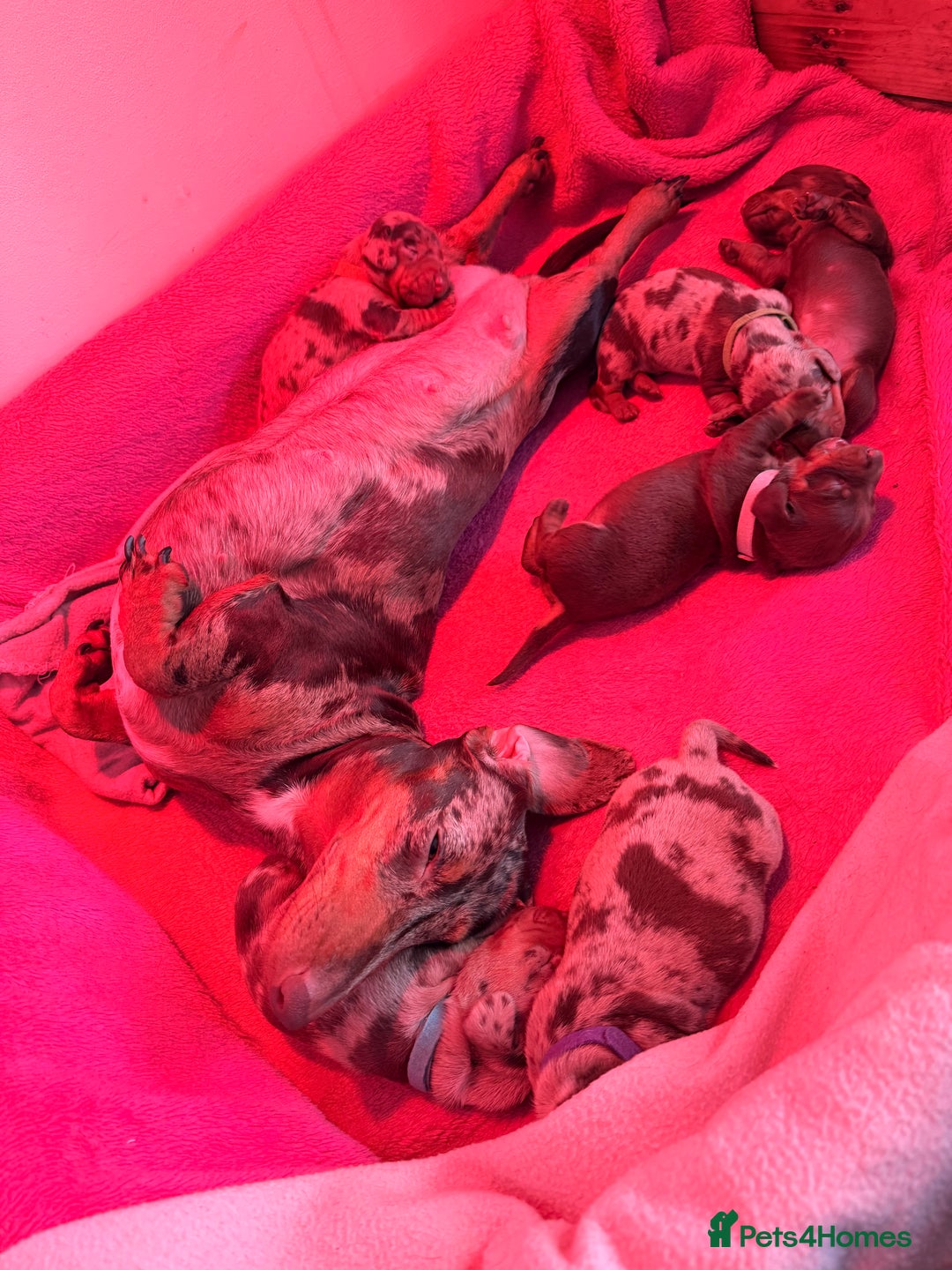 Miniature Dachshund dogs for sale: Miniature Dachshunds puppy's for sale.  - Advert 7