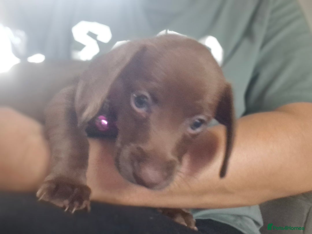 Miniature Dachshund dogs for sale: Miniature dachshund  - Image 18