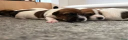 Jack Russell dogs for sale: Delightful Miniature Jack Russell Pups - Advert 9