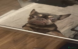 French Bulldog dogs for sale: Exclusive French Bulldog Puppies - Image 22