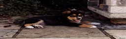 Mixed Breed dogs for sale: Bernese Mountain Dog x Alaskan Malamute puppies  - Advert 7
