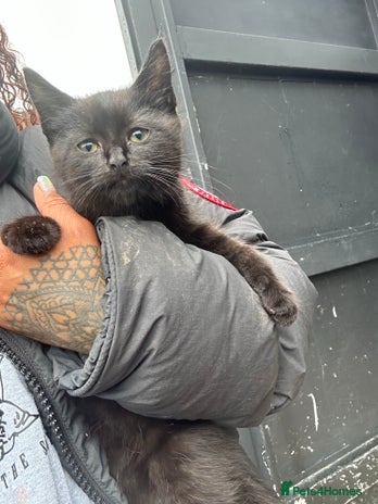 Bombay cats - Advert 10