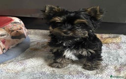 Yorkshire Terrier dogs for sale: Yorkshire Terrier  - Image 3