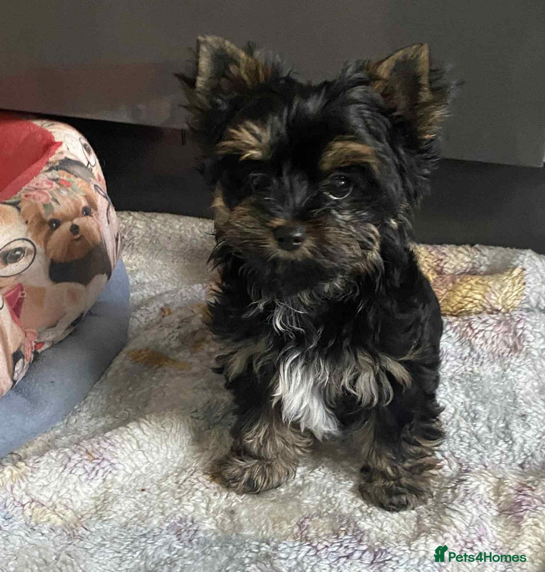 Yorkshire Terrier dogs for sale: Yorkshire Terrier  - Image 3