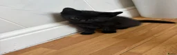 Mixed Breed cats for sale: Beautiful kittens looking for their forever homes - Advert 9