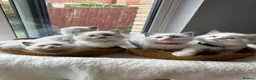 Ragdoll cats for sale:  TICA Quality Beautiful ragdoll kittens 😻🌟 - Advert 17