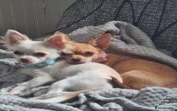 Chihuahua dogs for sale: Beautiful chihuahuas  - Image 2