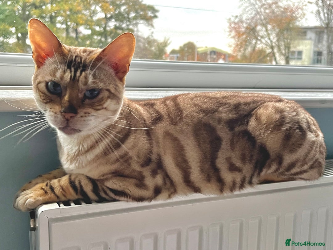 Bengal cats for sale: 8yr old Bengal Female - Image 2