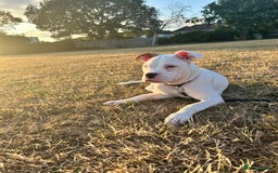 Mixed Breed dogs for sale: Dexter  - Image 8