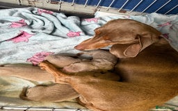 Miniature Dachshund dogs for sale: Miniature dachshund  - Image 4