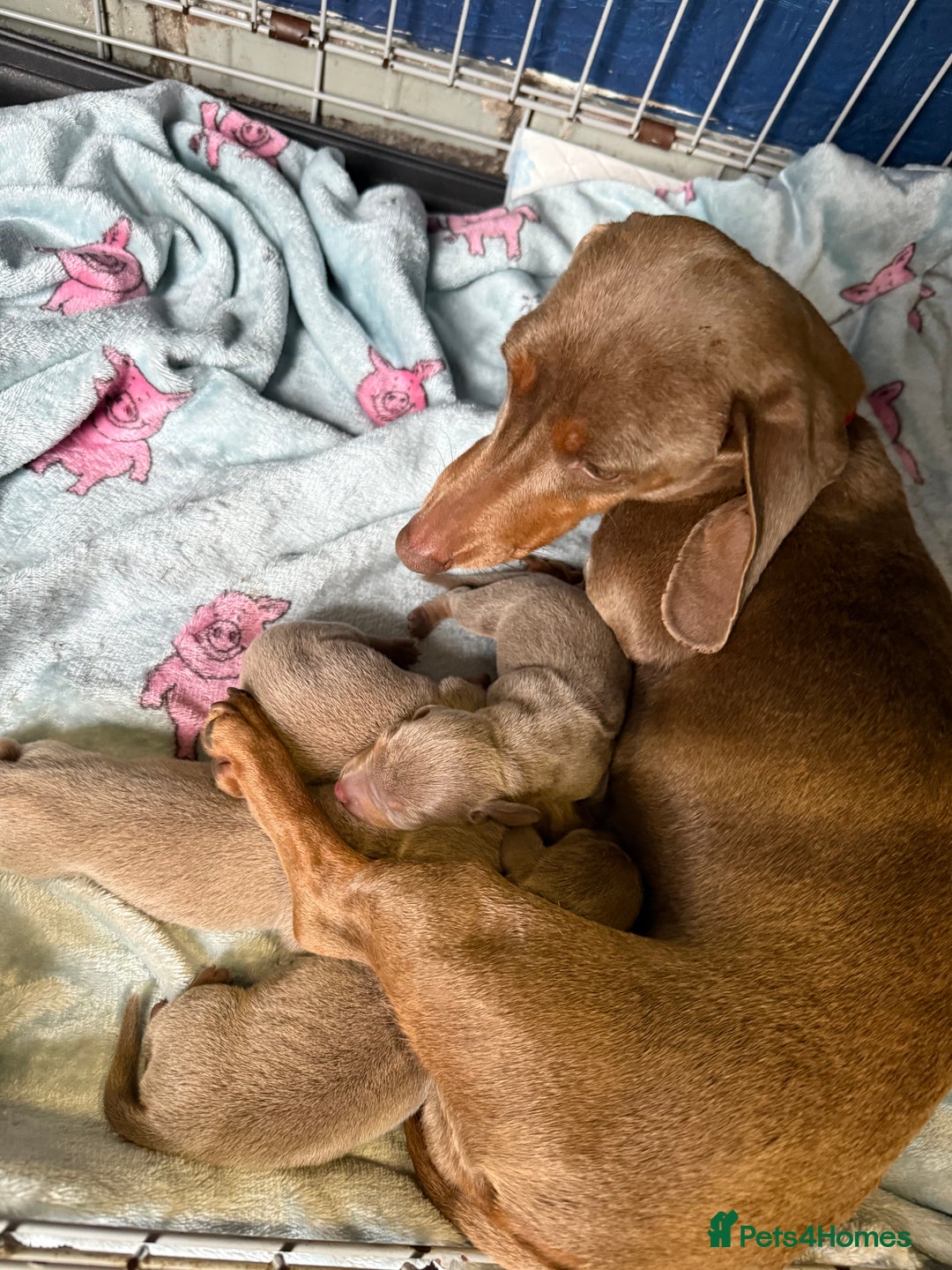 Miniature Dachshund dogs for sale: Miniature dachshund  - Image 4
