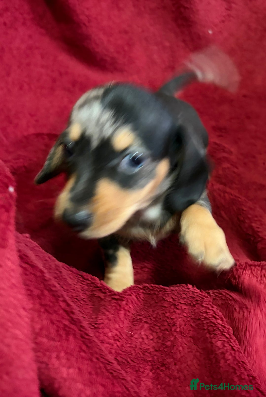 Miniature Dachshund dogs for sale: Stunning Miniature Dachshund Boys 💙 - Advert 7