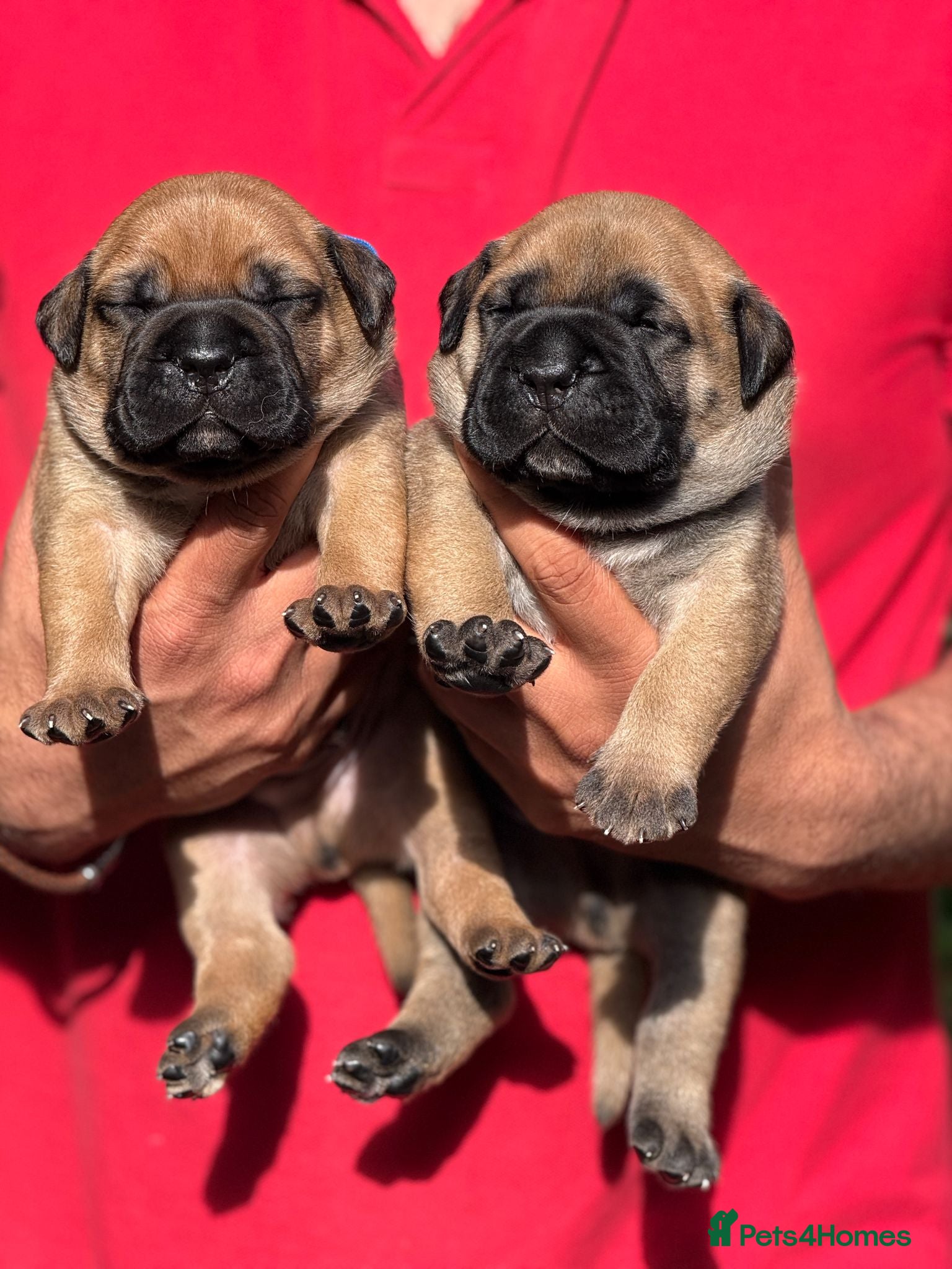 Bullmastiff dogs  Bullmastiff puppies available for loving homes - Advert 1