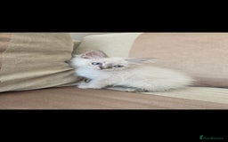 Ragdoll cats for sale: 2 Stunning Ragdolls Kittens Left  - Image 5