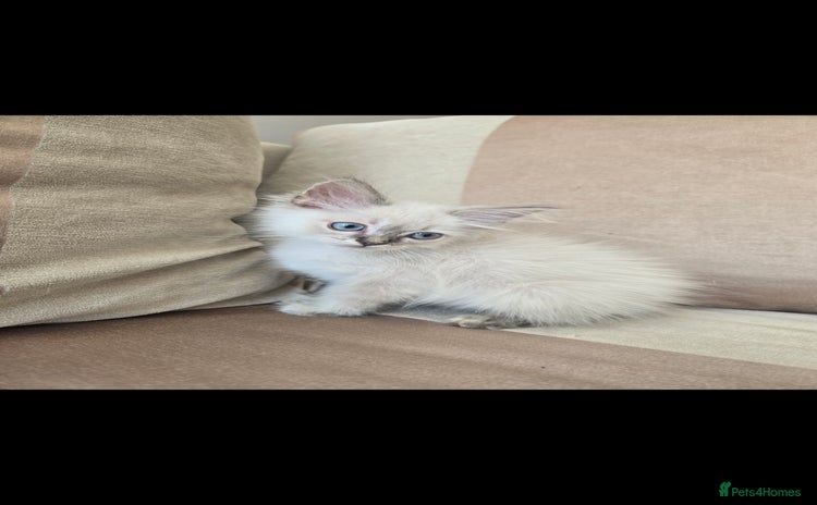 Ragdoll cats - Advert 6