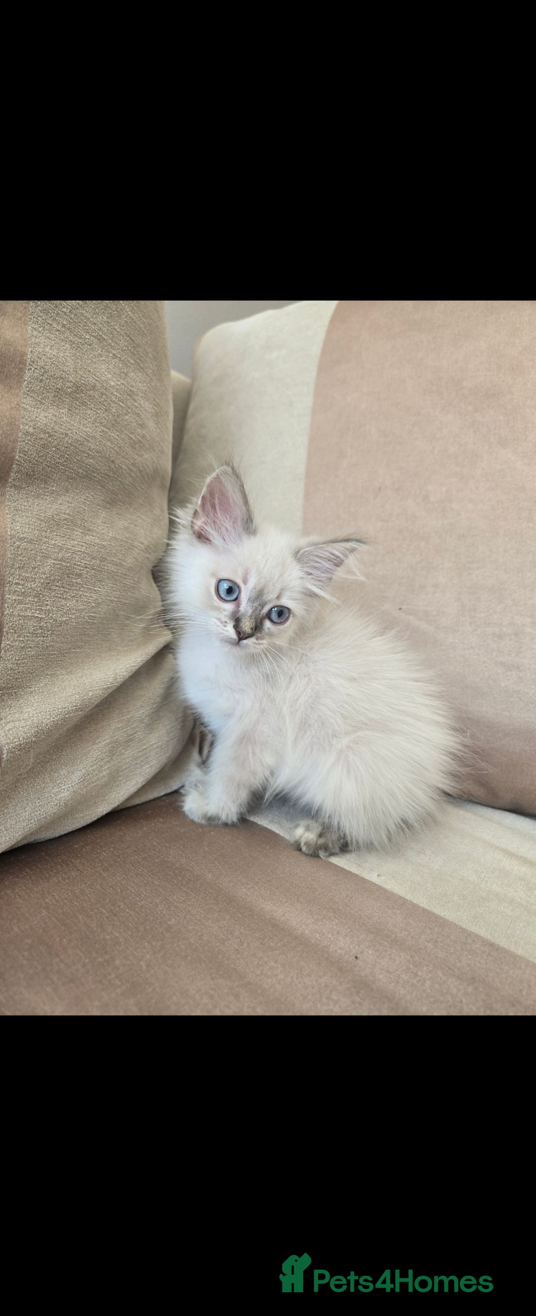 Ragdoll cats for sale: 2 Stunning Ragdolls Kittens Left  - Image 5