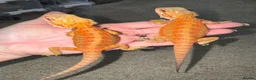 Bearded Dragon reptiles for sale: Stunning Baby Beardies For Sale! - Advert 3