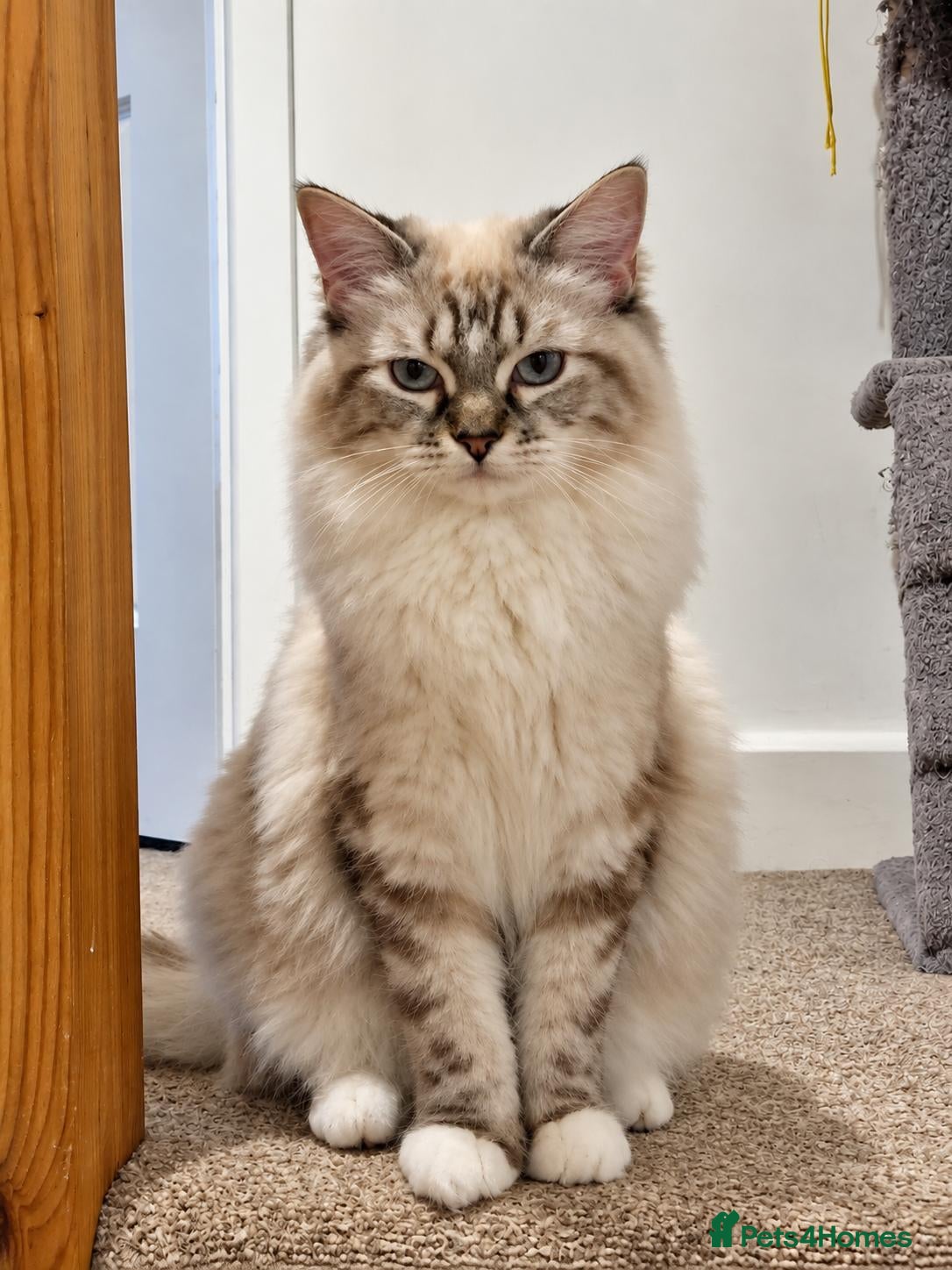 Ragdoll cats 🏆 FIFe PEDIGREE RAGDOLL KITTENS – READY NOW 🏆 - Advert 4