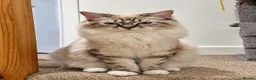 Ragdoll cats for sale: 🏆 FIFe PEDIGREE RAGDOLL KITTENS – READY NOW 🏆 - Advert 1