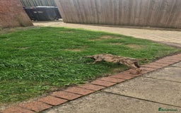 Presa Canario dogs for sale: Kovu  - Image 3