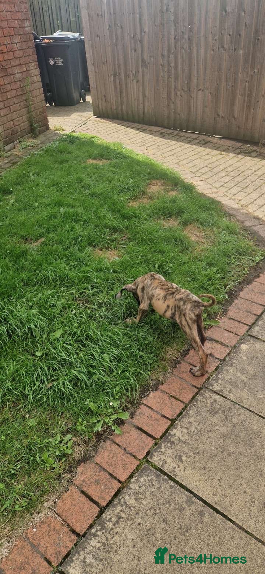 Presa Canario dogs for sale: Kovu  - Image 3