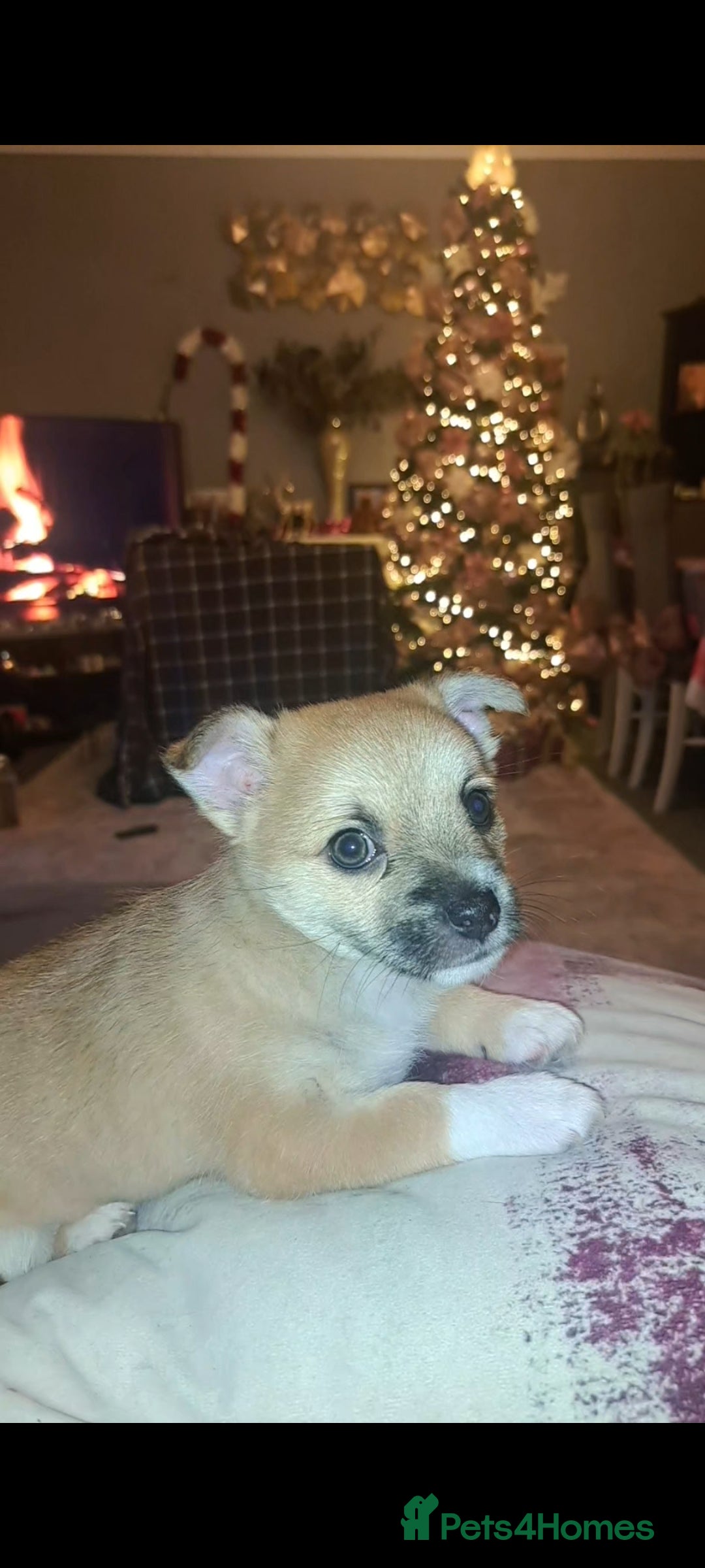 Pomchi dogs for sale: beautiful 5week old pomchi girl puppy  - Advert 3