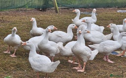 Geese poultry for sale: Large White hybrid geese  - Image 1