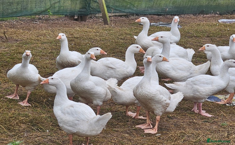 Geese poultry - Advert 4