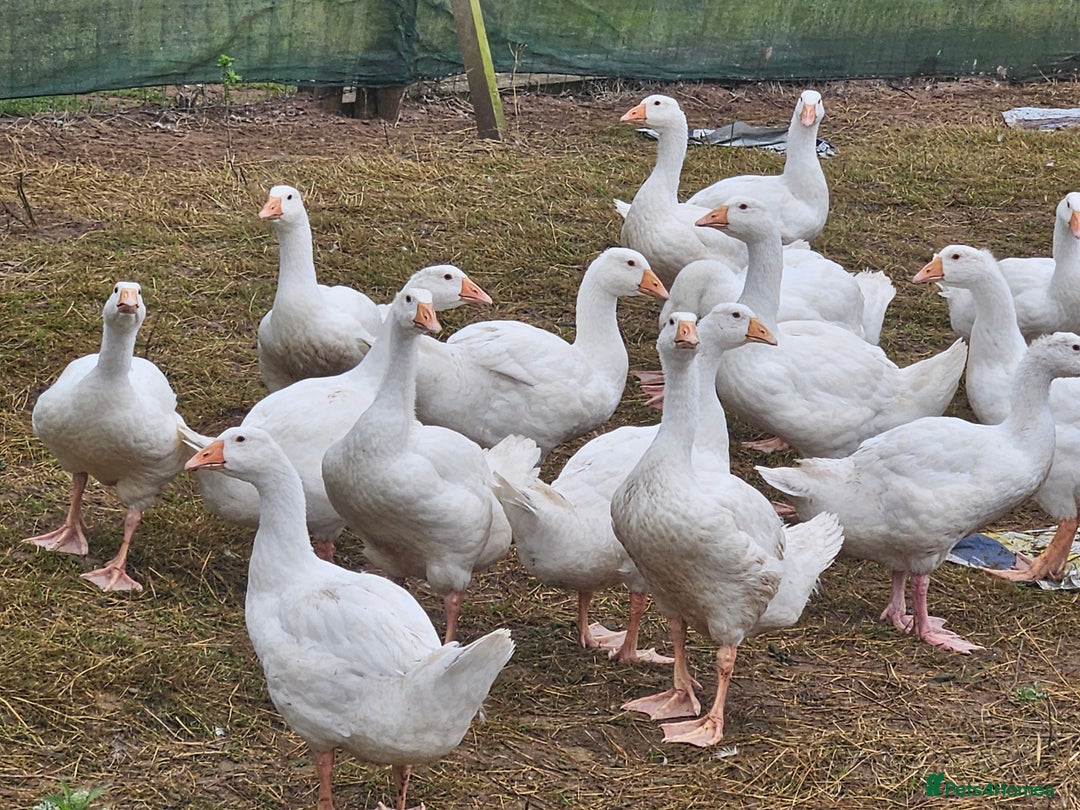 Geese poultry for sale: Large White hybrid geese  - Image 1