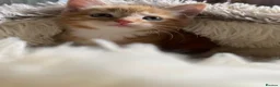 Mixed Breed cats for sale: Adorable Ginger Kitten Ready For A New Home🏡 - Advert 4