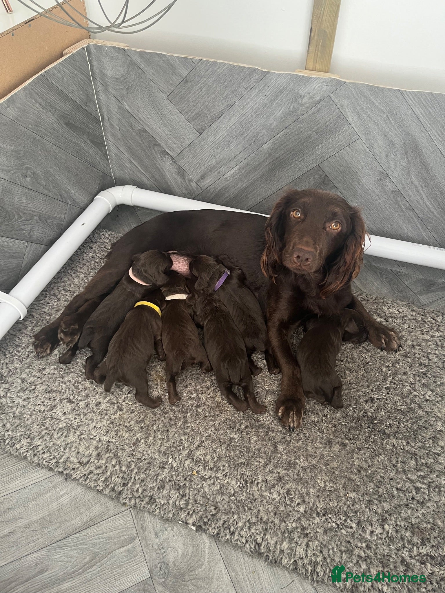 Cocker Spaniel dogs KC Working Cocker Spaniel Pups - Liver/Chocolate - Advert 4