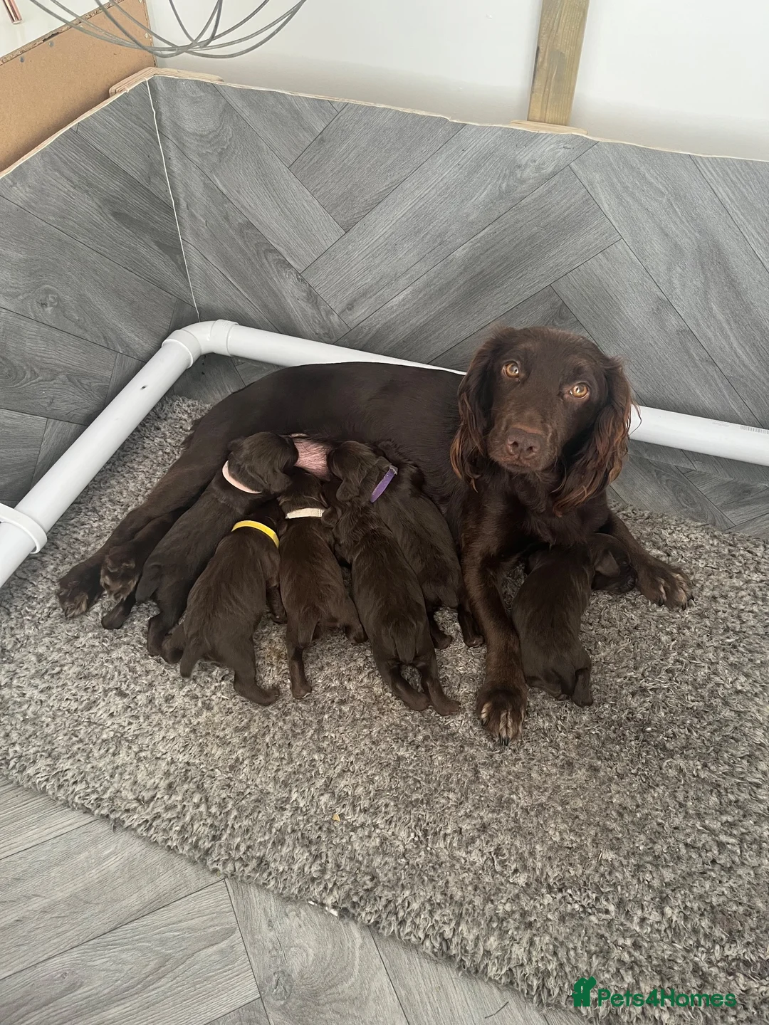 Cocker Spaniel dogs for sale: KC Working Cocker Spaniel Pups - Liver/Chocolate in Wimborne - Advert 1