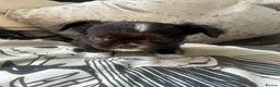 Chihuahua dogs for sale: Beautiful chihuahua puppies  - Advert 17
